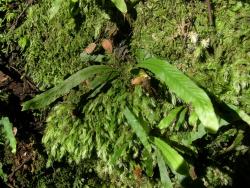 Notogrammitis billardierei. Mature plant with broad fronds, growing from an erect rhizome on a bank.
 Image: L.R. Perrie © Leon Perrie CC BY-NC 3.0 NZ